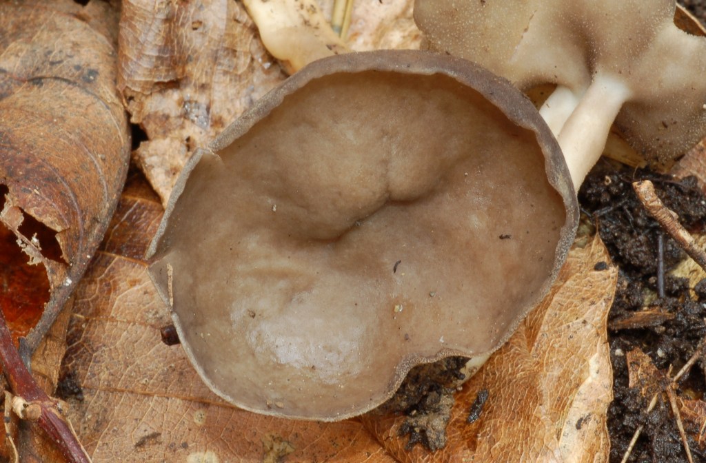 Helvella macropus? (cfr. Helvella villosa)